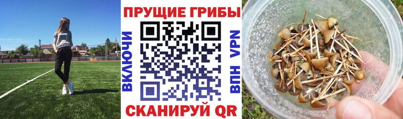 Галлюциногенные грибы прущие грибы  хочу наркоту  Кириллов 